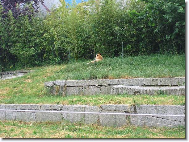 Diapositiva siguiente